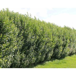 Vtáčí zob vajcolistý (Ligustrum Ovalifolium) - výška 20-50 cm, kont. C2L